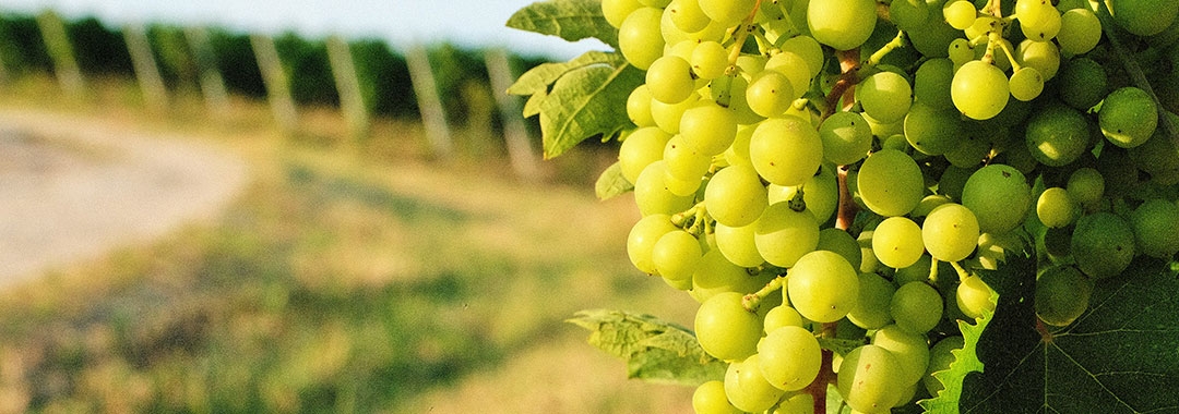 Champagne et pétillants