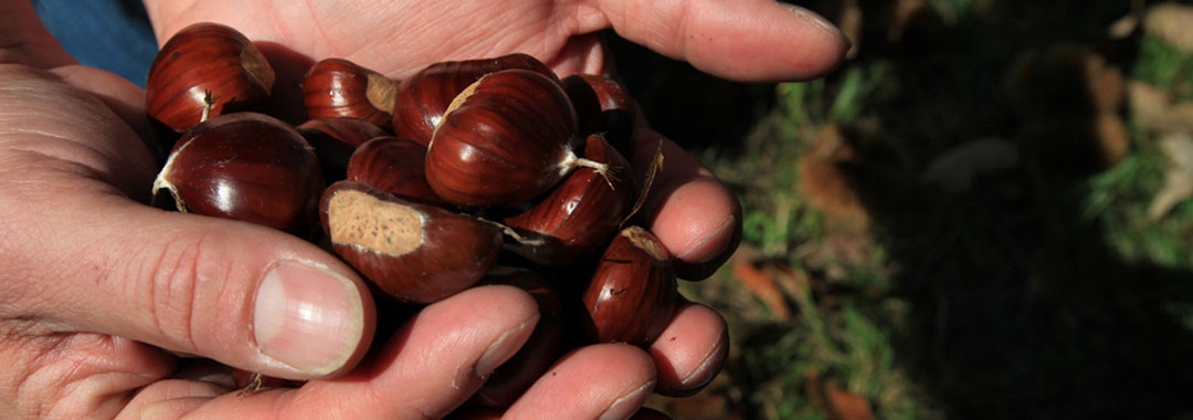 Saveurs d'Ardèche