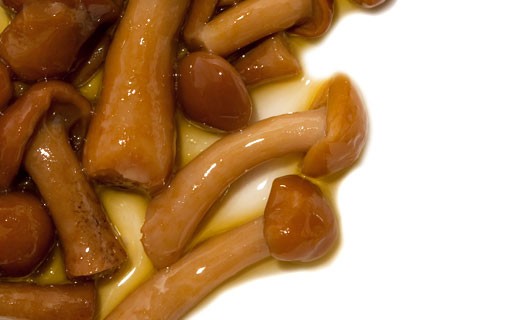 Funghi Chiodini - Oliveri