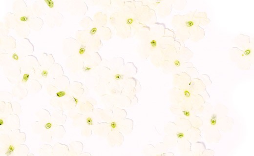 Fiori commestibili secchi di verbena bianca  - Neworks