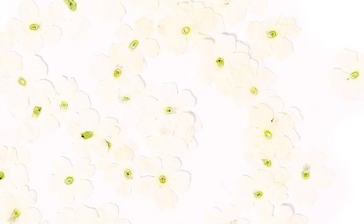 Fiori commestibili secchi di verbena bianca  - Neworks