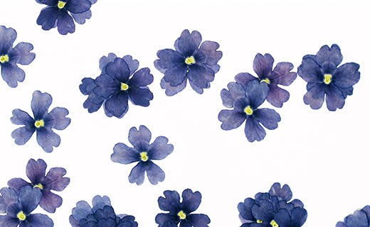 Fiori commestibili secchi di verbena blu 