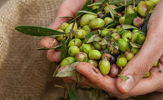 Olio extra vergine d'oliva - primizia - Kalios