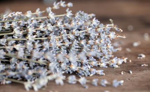 Lavanda greca in rametti  - Kalios